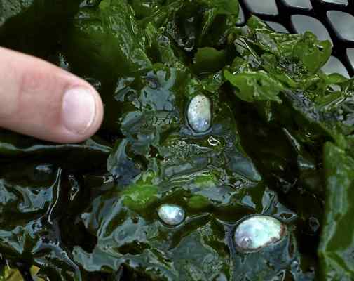 Monterey Herald: Aquaculture: The next great Monterey County frontier?