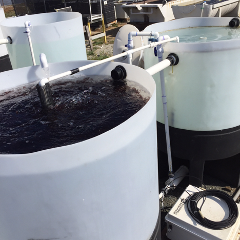 300-gallons integrated seaweed tanks.