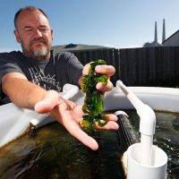 Monterey County Weekly: Monterey Bay Seaweeds brings seaweed superpowers to plates