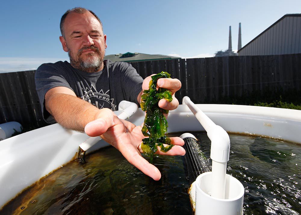 Monterey County Weekly: Monterey Bay Seaweeds brings seaweed superpowers to plates