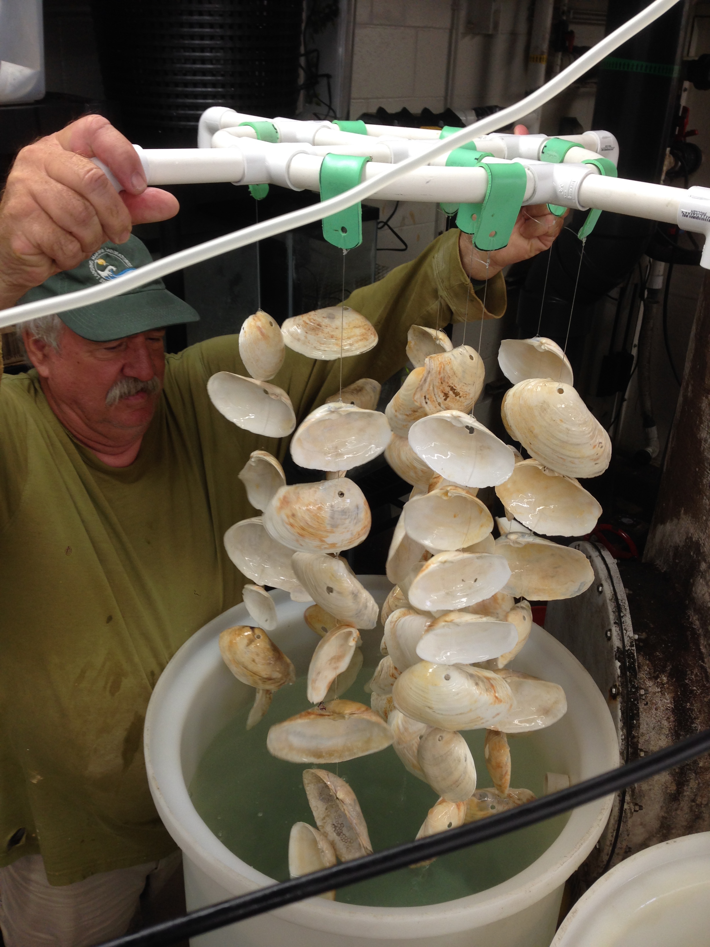 Aquacultural Methods for the Restoration of the Olympia Oyster in Elkhorn Slough