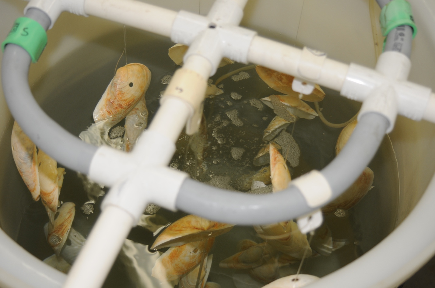 BOOO – Big Olympia Oyster Outplanting