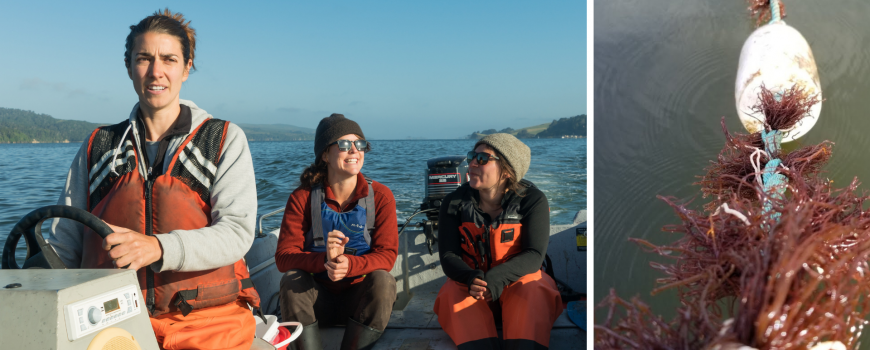 Sea Grant: California Company Nurtures Interest in Seaweed Aquaculture