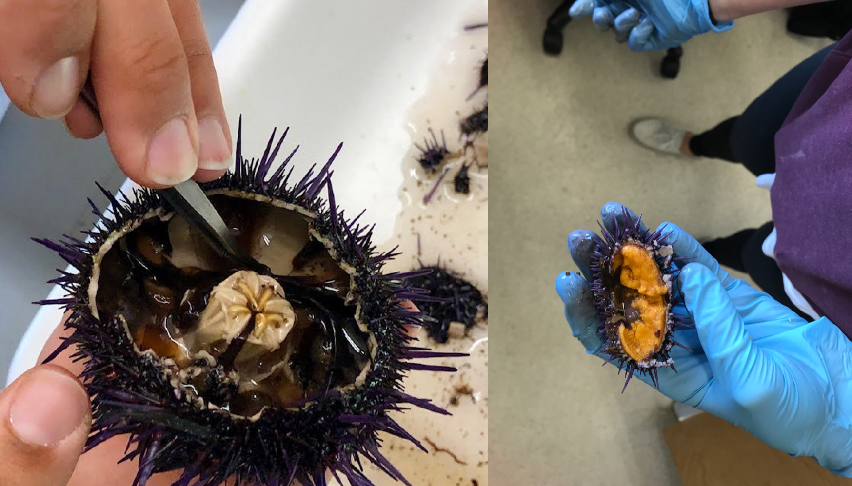 Sea Grant: Combating Urchin Barrens with Aquaculture
