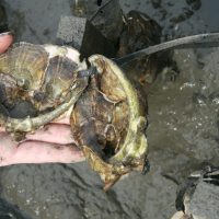 SJSU/MLML aquaculture researchers help restore native Olympia oysters to Elkhorn Slough