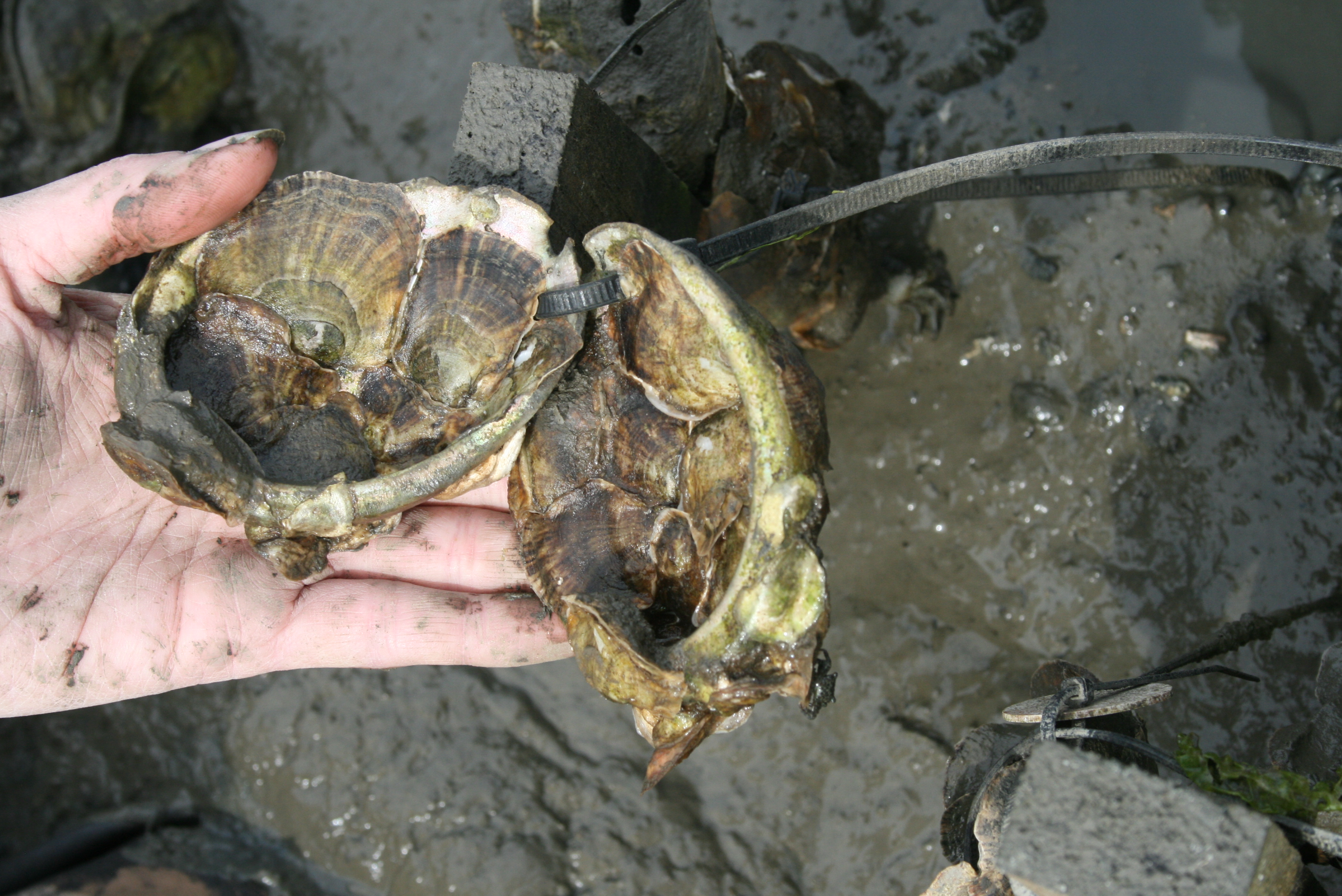 SJSU/MLML aquaculture researchers help restore native Olympia oysters to Elkhorn Slough