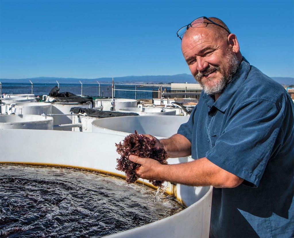 Professor Mike Graham and Monterey Bay Seaweeds featured in NBC video