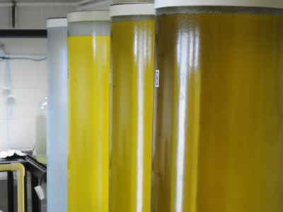 Microalgae tanks.