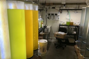 Microalgae large cultures.