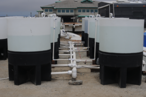 Multi-trophic experimental tanks.