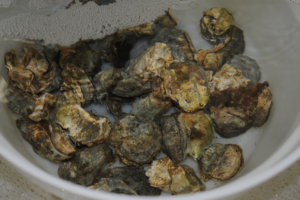 Olympia Oyster brood stock.