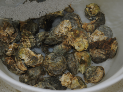 Olympia Oyster brood stock.