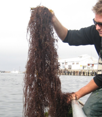 Macroalgae.
