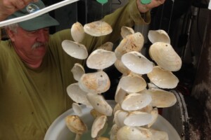 String of shells settling substrate for Olympia Oysters. String of shells settling substrate for Olympia Oysters.