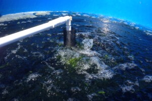 Tumble culture of sea lettuce.