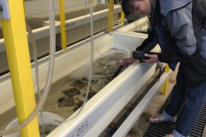 Graduate student, Vivian Ton, testing seawater characteristics.