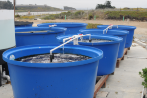 Tumble culture of seaweeds.