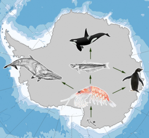 Predator-prey food web in Antarctica.