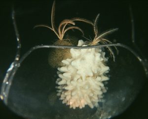 Image of sponge and crinoids taken with SCINI ROV