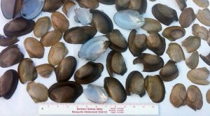 California floater mussel shells