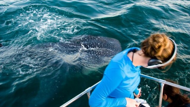 By Wade Barrett (own work)