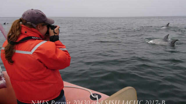 By Alison Stimpert (own work)