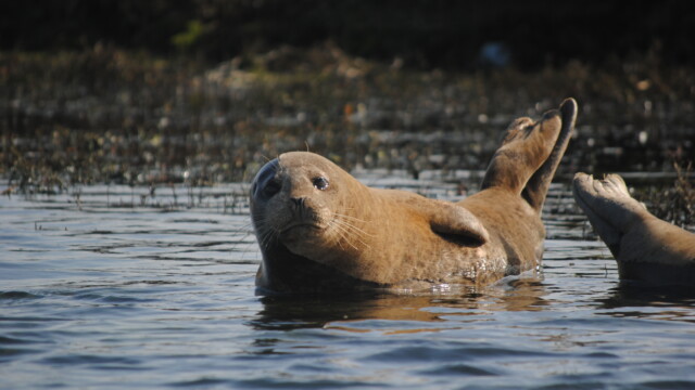 By Mason Cole (own work)