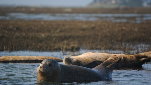 By Mason Cole (own work)