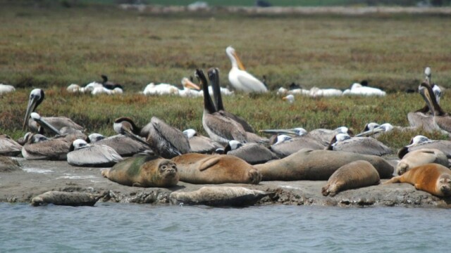 By Mason Cole (own work)