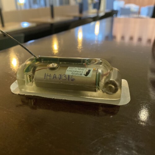 Data-logging tag (Wildlife Computers)