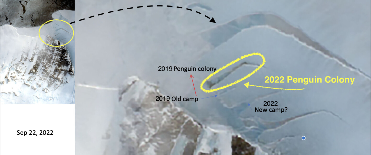 Satellite images of the emperor penguins at Cape Crozier from Sept.22.2022. Highlighted in yellow is where the penguin poop and the location of the colony this season.