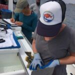 The SIO science crew team measuring a Kelp Bass (Paralabrax clathratus) before releasing it The SIO science crew team measuring a Kelp Bass (Paralabrax clathratus) before releasing it