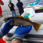 An Olive Rockfish (Sebastes serranoides) that was caught and released on the F/V Sum Fun An Olive Rockfish (Sebastes serranoides) that was caught and released on the F/V Sum Fun