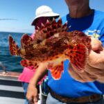 California Scorpionfish (Scorpaena guttata) California Scorpionfish (Scorpaena guttata)