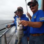 A juvenile White Seabass (Atractoscion nobilis) that was caught and released on the F/V Sea Star A juvenile White Seabass (Atractoscion nobilis) that was caught and released on the F/V Sea Star