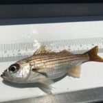 A Salema (Sarpa salpa) that was caught and released on the F/V Sea Star A Salema (Sarpa salpa) that was caught and released on the F/V Sea Star