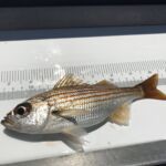A Salema (Sarpa salpa) that was caught and released on the F/V Sea Star A Salema (Sarpa salpa) that was caught and released on the F/V Sea Star