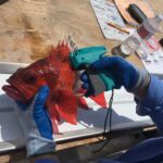 A Vermilion Rockfish (Sebastes miniatus) in the process of being tagged prior to release on the F/V Sea Watch A Vermilion Rockfish (Sebastes miniatus) in the process of being tagged prior to release on the F/V Sea Watch
