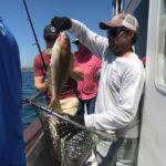 An Ocean Whitefish (Caulolatilus princeps) caught on baited shrimp flies and released in the Swami's MPA An Ocean Whitefish (Caulolatilus princeps) caught on baited shrimp flies and released in the Swami's MPA