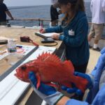 A tagged Vermilion Rockfish (Sebastes miniatus) that was caught and released on the F/V Sea Watch A tagged Vermilion Rockfish (Sebastes miniatus) that was caught and released on the F/V Sea Watch
