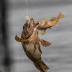 A double catch caught on shrimp flies with squid bait A double catch caught on shrimp flies with squid bait