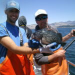 Chandler S.H. and Grant W. with a tagged Blue Rockfish (Sebastes mystinus) caught and released at the Piedras Blancas reference cells Chandler S.H. and Grant W. with a tagged Blue Rockfish (Sebastes mystinus) caught and released at the Piedras Blancas reference cells