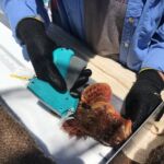 A California Scorpionfish (Scorpaena guttata) being tagged prior to release A California Scorpionfish (Scorpaena guttata) being tagged prior to release