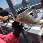 Kelp Rockfish (Sebastes atrovirens) prior to release Kelp Rockfish (Sebastes atrovirens) prior to release