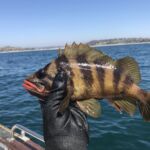 Treefish (Sebastes serriceps) Treefish (Sebastes serriceps)