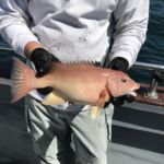 Female California Sheephead (Semicossyphus pulcher) that was caught and released in the Swami's MPA Female California Sheephead (Semicossyphus pulcher) that was caught and released in the Swami's MPA