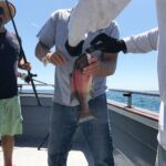 Male California Sheephead (Semicossyphus pulcher) Male California Sheephead (Semicossyphus pulcher)
