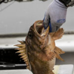 Copper Rockfish (Sebastes caurinus) about to be released in the Piedras Blancas MPA Copper Rockfish (Sebastes caurinus) about to be released in the Piedras Blancas MPA