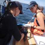 The BML science crew team carefully processing a rockfish and recording biological information prior to release The BML science crew team carefully processing a rockfish and recording biological information prior to release