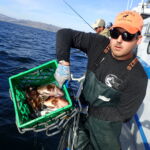 Rockfish loaded in a weighted milk crate ready to be released. The milk crate is inverted and the weight of the device pushes the fish back down to depth so they can recompress and swim off successfully. Rockfish loaded in a weighted milk crate ready to be released. The milk crate is inverted and the weight of the device pushes the fish back down to depth so they can recompress and swim off successfully.